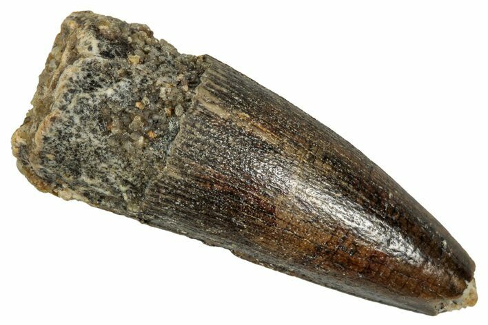 Juvenile Fossil Spinosaurus Tooth - Real Dinosaur Tooth #348715